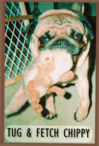 Photo of pug with toy 'chippy'