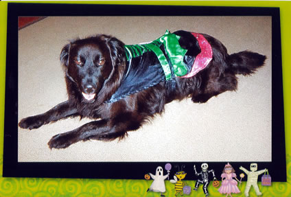 Photo of black dog in Halloween costume