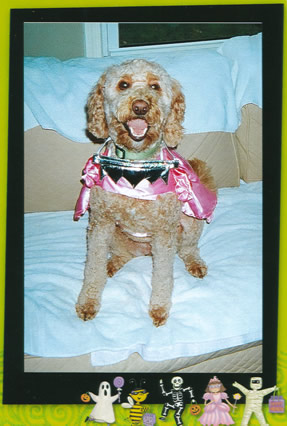 Photo of Goldendoodle dressed up for Halloween with a pick cape