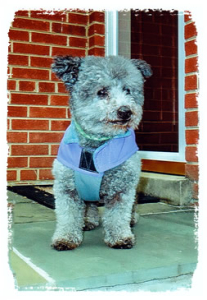 Photo of cute gray dog in an outdoor jacket on its front porch