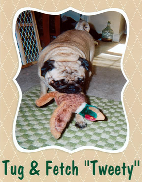 Photo of a pug named Tug playing with his stuffed toy named Tweety