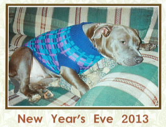 Photo of tired weimaraner in a blue knitted sweater on the couch on New Year's Eve